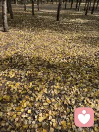 風與樹梢打了個照面
落葉便開始在光影里寫旋轉的詩
就在詩行飄落的間隙
蘑菇們從泥土的扉頁間探出頭來
像大地突然冒出的柔軟標點
改寫了秋天的篇章。

而彎腰采摘的瞬間
仿佛不是我在尋找蘑菇
而是這座山把它積攢的、關于生長的秘密
輕輕放進我手心里。配圖