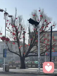 小红灯笼真不错！