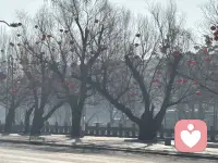 小红灯笼真不错！