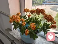 养花的乐趣不是谁都能懂的🤓
