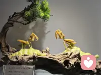 愿你以边界守护爱，让尊重成为关系的底色🤍  

🛡️ 边界不是拒绝爱——  
而是为了守护关系里的尊重  

🌿 清晰的边界，让爱更自由  
模糊的退让，让心更疲惫  

😌 有边界的关系，才能长久 