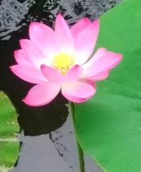 我們生來孤獨(dú)，卻渴望連接。人際交往，不是八面玲瓏的技巧，而是兩顆心真誠(chéng)靠近的旅程。學(xué)會(huì)傾聽自己內(nèi)心深處的話語，分享自己的脆弱，在理解與包容中找到共鳴。真正的連接，始于真誠(chéng)，成于用心。配圖