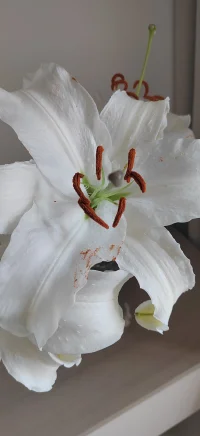 ??   溫柔是最高級的智慧，傾聽是最深沉的理解。??配圖