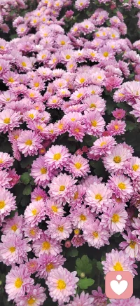 成長不是一直向上，而是學會在風雨中，為自己撐一把傘。你辛苦了，也做得很好！配圖