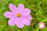 愛人先愛己，擇人先擇心。配圖