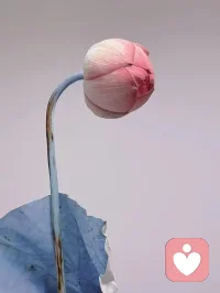 你對一個人好的時候，
素質高的人會覺得你是在尊敬他，
素質低的人認為你在討好他，
而沒有素質的人，會認為是你欠他的。
所謂弱者拆臺，兩敗俱傷，
強者補臺，互相成就，智者搭臺，渡人渡己。不是所有人都配得上你的好。配圖