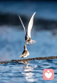 連小孩都明白，只要是受到傷害了，就不和他玩了。這么簡單的道理，你怎么就記不住呢?配圖