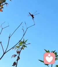 愿新的一周，万事顺意，稳稳当当。