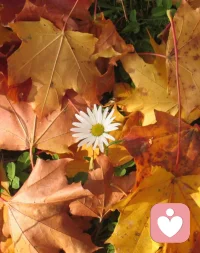 紅葉黃花秋意晚，千里念行客。
飛云過盡，歸鴻無信，何處寄書得？

淚彈不盡當(dāng)窗滴，就硯旋研墨。
漸寫到別來，此情深處，紅箋為無色。配圖