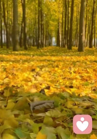 一樹燦爛，滿地金黃。配圖