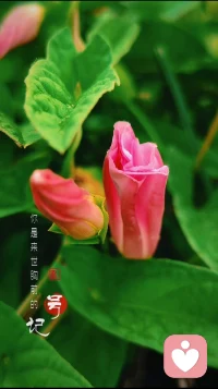 你看，世间万物都在治愈你。配图