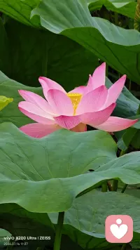 学法的人很难恋爱脑，民法典早就讲透：

情话，不属于有效要约；

难过，无法主张赔偿；

天长地久，履行期限模糊；

“一生护你”，缺少履约担保；

“全部都给你”，没有明确交付标的。