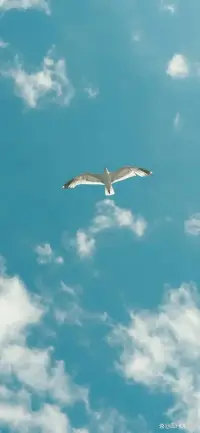 每个人心中都有一片天空，愿我们能自由的飞翔。