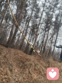 东北的春天从不张扬，今日落雪还未消融，发现柳枝已悄悄冒新芽。