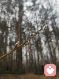 东北的春天从不张扬，今日落雪还未消融，发现柳枝已悄悄冒新芽。