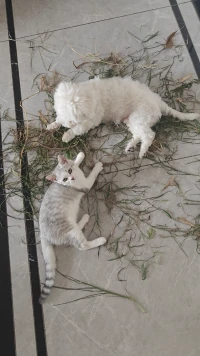 路的盡頭，仍然是路，只要你愿意走。
給自己時間，不必焦急，一步步來，一日一日過。
請相信生命的韌性是驚人的。
繁華簇錦，碩果累累都需要過程，跟自己向上的心去合作。
努力到一定程度美好會不期而至。
別貪心，我們不可能什么都有，
別貪心，我們也不可能什么都沒有。配圖