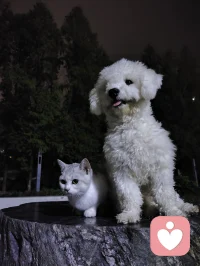 家里養(yǎng)了兩個寵物
就像住了兩個療愈師
情緒價值療愈力滿滿配圖