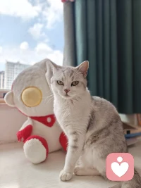 掉毛就掉毛吧
只要她好好活着就好
乱闹就乱闹吧
只要她平安长大就好
折腾就折腾吧
只要她无忧无虑就好
倘若我们待孩子
能拥有善待小动物
这般包容柔软的心
大概就能和所有琐碎、遗憾好好和解配图