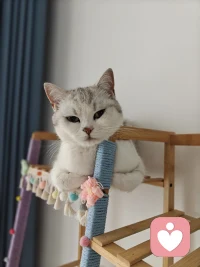 掉毛就掉毛吧
只要她好好活着就好
乱闹就乱闹吧
只要她平安长大就好
折腾就折腾吧
只要她无忧无虑就好
倘若我们待孩子
能拥有善待小动物
这般包容柔软的心
大概就能和所有琐碎、遗憾好好和解配图