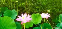 那些藏在心里說不出的糾結(jié)，深夜里翻來覆去的焦慮，或者是突然上來的委屈和難過，都可以慢慢講給我聽，不批判全然的接納，安靜的陪伴著你