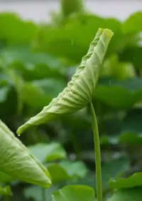 允許一切慢慢來，像植物一樣，靜靜扎根，慢慢生長
