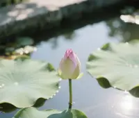 所有來到你生命中的人和事

皆是修行的契機

眾生并非外物，而是你心湖映出的影子——只為讓你看見真實而完整的自己

你若澄澈，這個世界就干凈
你若簡單，世界就難以復雜

借他人之鏡，照見自心
由此回歸，方知圓滿不假外求，本自具足
?
?配圖