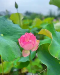 二次來赴荷花沙龍之約

這一次，對“靜”有了新的體會——原來不是強迫自己屏住呼吸，而是讓心在嘈雜里也能找到定盤星；對“凈”多了層理解——不止是環境的清爽，更是把心里的褶皺一點點熨平的過程；對“敬”更添了份敬畏——哪怕是對待一片荷葉的舒展，都藏著該有的鄭重。

同個主題，不同趟旅程，原來成長就藏在這些細微的迭代里呀～配圖