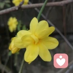 向阳而生的头像