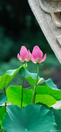 非常喜欢心理学家维吉尼亚的这句话:
I like this sentence from psychologist Virginia very much:

当我内心足够强大
When my heart is strong enough

你指责我，我感受到你的受伤
You accuse me. and I feel your hurt

你讨好我，我看到你需要认可
You flatter me. i see you need validation

当你能够意识到这世界上的所有关系
When you realize that all relationships in the world

其实都包含着一场巨大的恐惧投射时
Involve a huge projection of fear

别人的评价就再也不会影响到你
The judgment of others will no longer affect you
#人间草木#吾独爱莲#内心强大#生活流水账