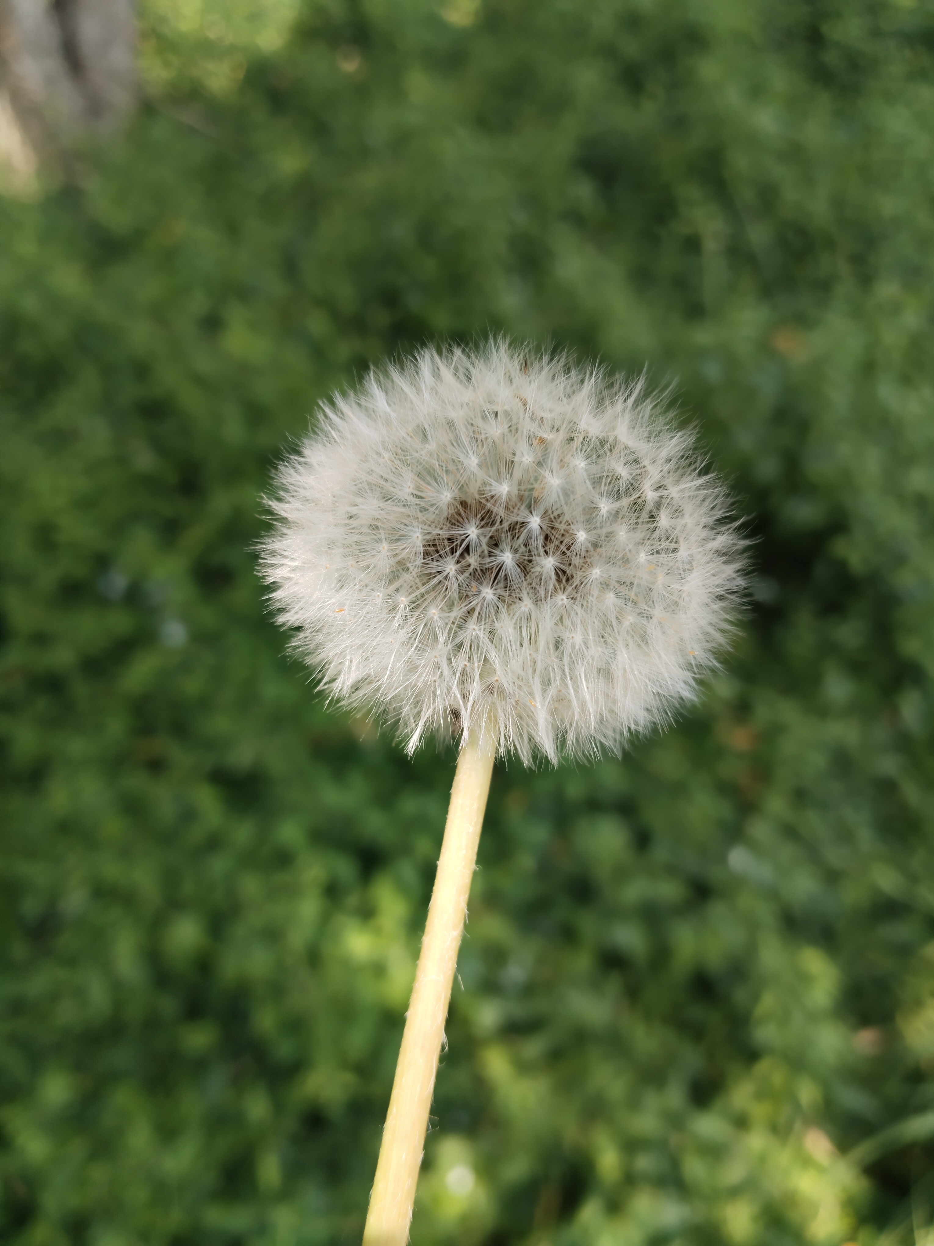 芹芹的回答圖片