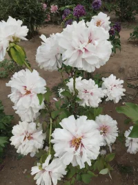 没有一朵花，从一开始就是花，也没有一朵花，到最后仍然是花。