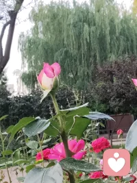 成长的标准就是：
拒绝别人以后
没有任何的愧疚感