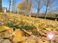 當(dāng)年QQ火了成就了多少愛(ài)情，后來(lái)微信火了拆散了多少婚姻，六毛錢的長(zhǎng)途拼命打，現(xiàn)在500分鐘的通話卻不知道該打給誰(shuí)，現(xiàn)如今用上了充電5分鐘手機(jī)卻再也找不到那個(gè)通話兩小時(shí)的人，以前車馬很慢一生只向一個(gè)人奔去，現(xiàn)如今飛機(jī)高鐵，遇見(jiàn)的人很多，卻不知道該奔向誰(shuí)，QQ成了相冊(cè)，微信成了支付。今天你們溝通了嗎？