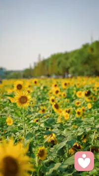 我一定要和这世界再相爱一场
像候鸟张开翅膀烈马奔向远方
少年慢慢变老灵魂依然徜徉
不回头也不会畏惧风浪
我一定要和这世界再相爱一场
穿过黄沙穿过寒风寻一缕暖阳
落魄或是风光让我孤芳自赏
心随天地远行不负人间一趟配图