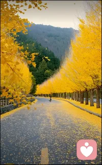 一葉落，天下秋，一個轉(zhuǎn)身，夏天就成了故事，一次回眸，秋天便成了風景，愿這個秋天，一切美好不期而遇！配圖