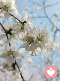 心有繁花，便不惧岁月风尘配图