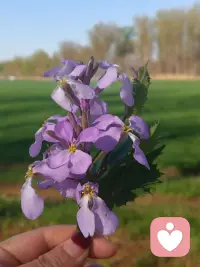 随手摘的紫花，清雅又治愈～春日限定小确幸🌸✨配图