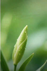 有沒有發(fā)現(xiàn)？
暴脾氣的人容易哄，
看似沒脾氣的人離開便無蹤了??配圖