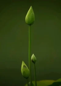 你安靜，也會有人說你清高；
你活潑，也會有人說你高調。
其實你人再好，也會有人討厭你，
你人再真，也會有人懷疑你。
所以嘴長在別人身上，
做你自己就好了，
沒必要太在乎別人“口中的你”！配圖