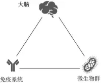 大腦、免疫系統和微生物群形成一個三位一體的防御系統。三者相互影響：如果其中一個受損，就會波及系統的其他部分。配圖