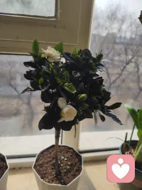 一天一个小惊喜