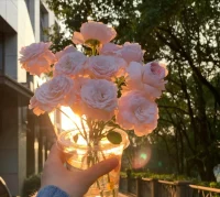 傍晚的陽光總是那么溫馨配圖