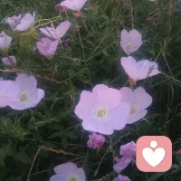 弗洛伊德，荣格，阿德勒心理学静思

弗洛伊德让我看见被压抑的潜意识，梦的解析，即真实自我；荣格带领我完成一次叛逆。在自我探索中，完成对封建礼教，世俗观，以及人的遗传教导，文化糟粕的权威的叛逆，追求在真理中得自由。接纳历史，接纳不完美的自己；阿德勒帮我看见在两种认知的冲突中所带来的鞭伤，主动地选择课题分离。我的功课完成了，别人要为自己的错误承担后果。而我需要积极地用行动享受风一样的自由，体验幸福感知力。谢谢三位大师的精神援助！配图