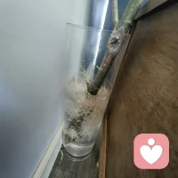 去田野散步，
看到柳树上的一根枝条被掰断半截，
然后我就不费力的把它扯下来带回了家。

一顿修剪，
打造出现在这样的造型。

然后，
插进花瓶，
经过时间的陪伴和我的见证，

从旧叶枯黄落败，
底部膨出许多白色芽点，
到白色根须蓬勃爆发，
顶端开始长处清新绿色的嫩叶。

呵呵，
别提我内心的喜悦。

这里面有我的智慧，
我的创造性调整，
我的陪伴，
我的耐心与等待。

呵呵，
遇见美好。

与你分享。