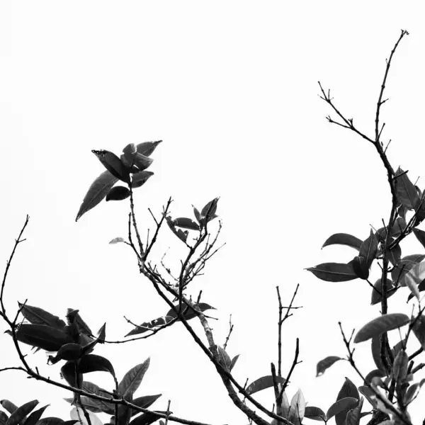 轻盈