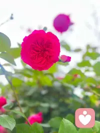 成年人的感情大多都是间歇性心动，习惯性冷漠。
有时候不是不爱了，是情绪被消耗殆尽，
热情慢慢褪去，真心慢慢收起，
只想安静独处，不想再为任何人消耗自己。配图