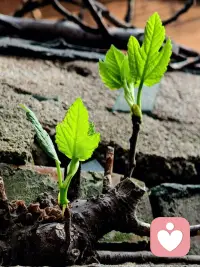 真心未必都能换来对等善待，误解、疏远、无效社交，都是成年人常态。很多心事不便向身边人吐露，只能默默憋在心里，越想越烦闷。不必强迫维系所有关系，不必为别人的态度自我怀疑。安心诉说所有困顿，安稳陪伴常在，理清相处分寸，远离精神内耗，活得轻松通透。配图