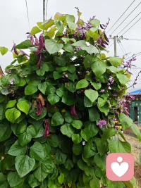 昨晚的被子還嫌厚，今早裹著它刷手機，看見朋友圈都在喊“凍傻了”，才懂這降溫是全國統(tǒng)一發(fā)放的“驚喜”。配圖