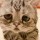 微信：Foresee722