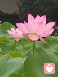 張牙舞爪的人，往往是很脆弱的。因為真正強大的人，是自信的，自信就會溫和，溫和就會堅定。配圖